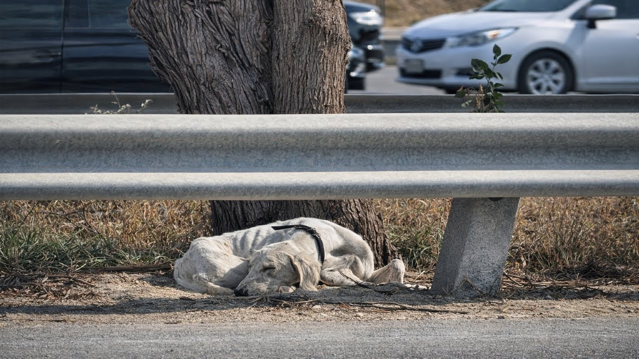 He Slept on the Edge of the Road… No One Knew If He Would Wake Up