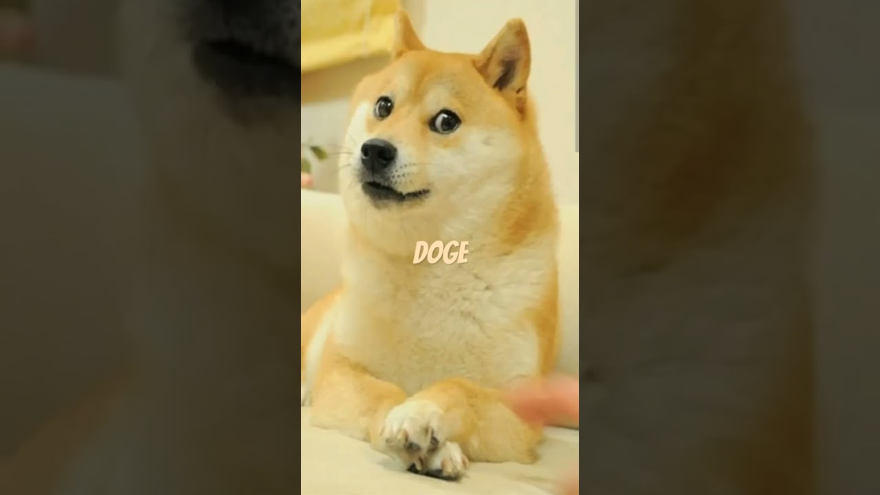 respect to doge #meme #oldmemes #sad #doge #dogecoin