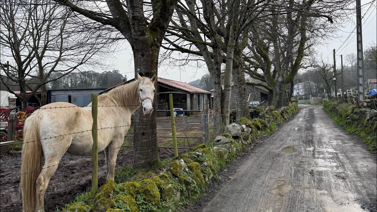 Camino Lessons and Rainy adventures from Melide to Arzúa