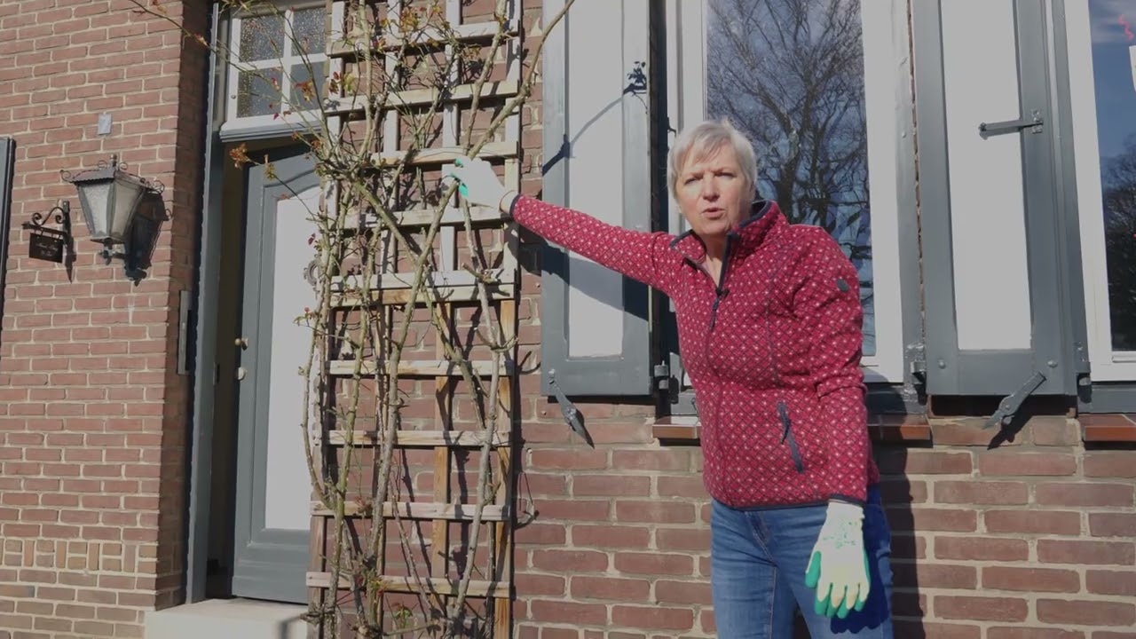 Tips voor klimrozen te snoeien van Seurosa. www.seurosa.nl! Klimrozen snoeien: hoe doe je dat?