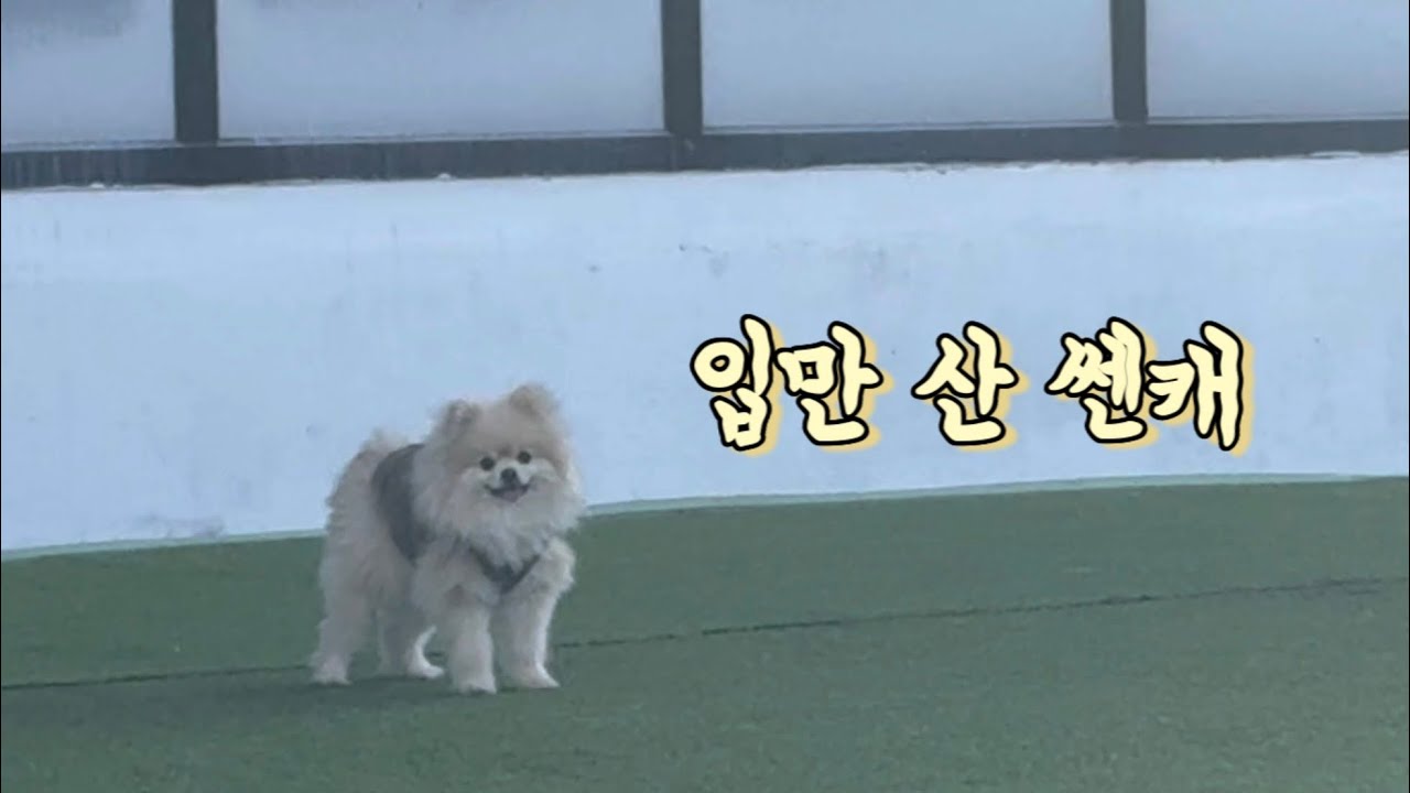 입만 살아서 짖더니… 애견카페에서 친구한테 혼나고 혼자된 강아지