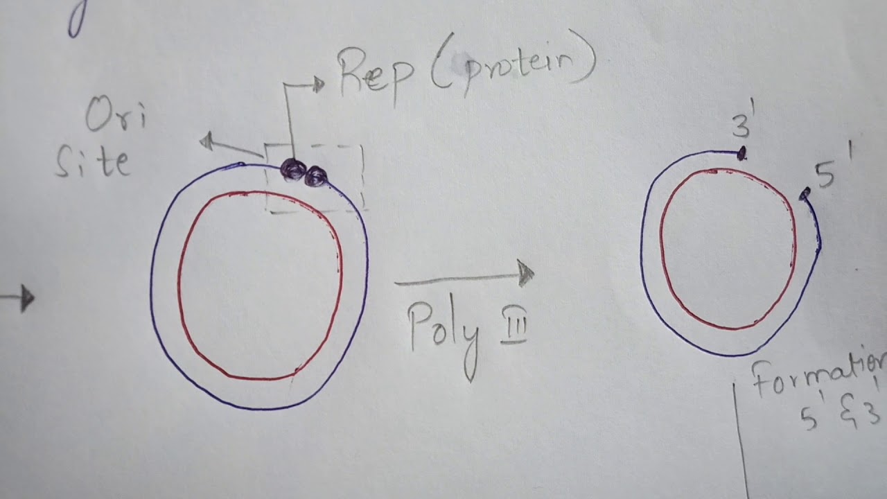 ROLLING CIRCULAR REPLICATION || DNA REPLICATION || BY PHANINDRA GUPTA