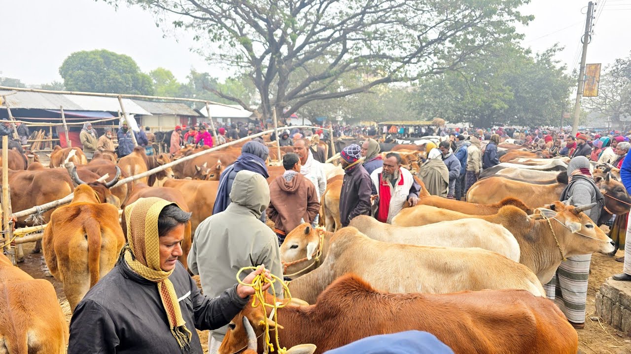 ১৯/১/২৬/বলদ গরু এখন কিনবেন না, তাহলে কখন কিনবেন, দাম পর্যাপ্ত পরিমাণে বেশি এখনকার বাজারে।