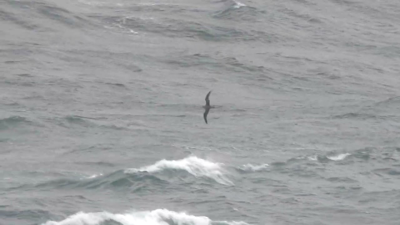 Cory's Shearwaters, Pendeen, Cornwall, 2nd & 5th August 2023