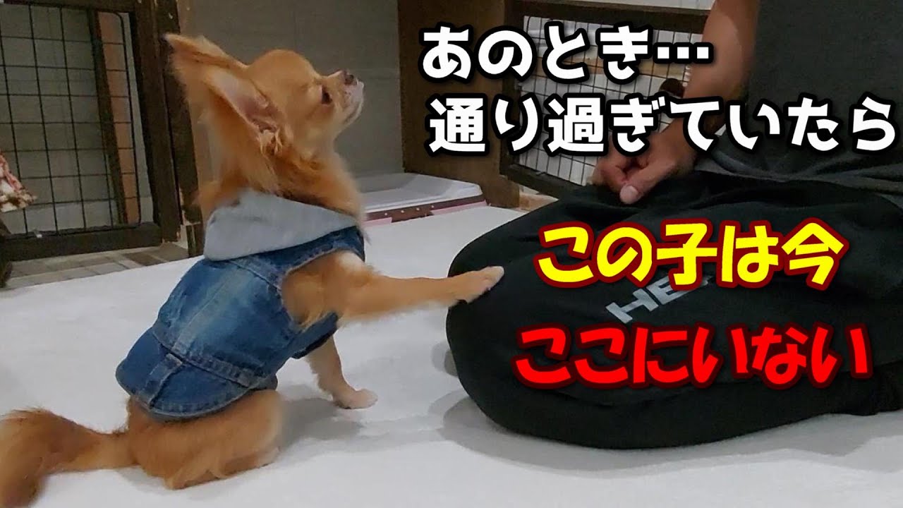 ３ヵ月間狭いケージでずっと待ち続けていたあの子犬のチワワは今どうしている？