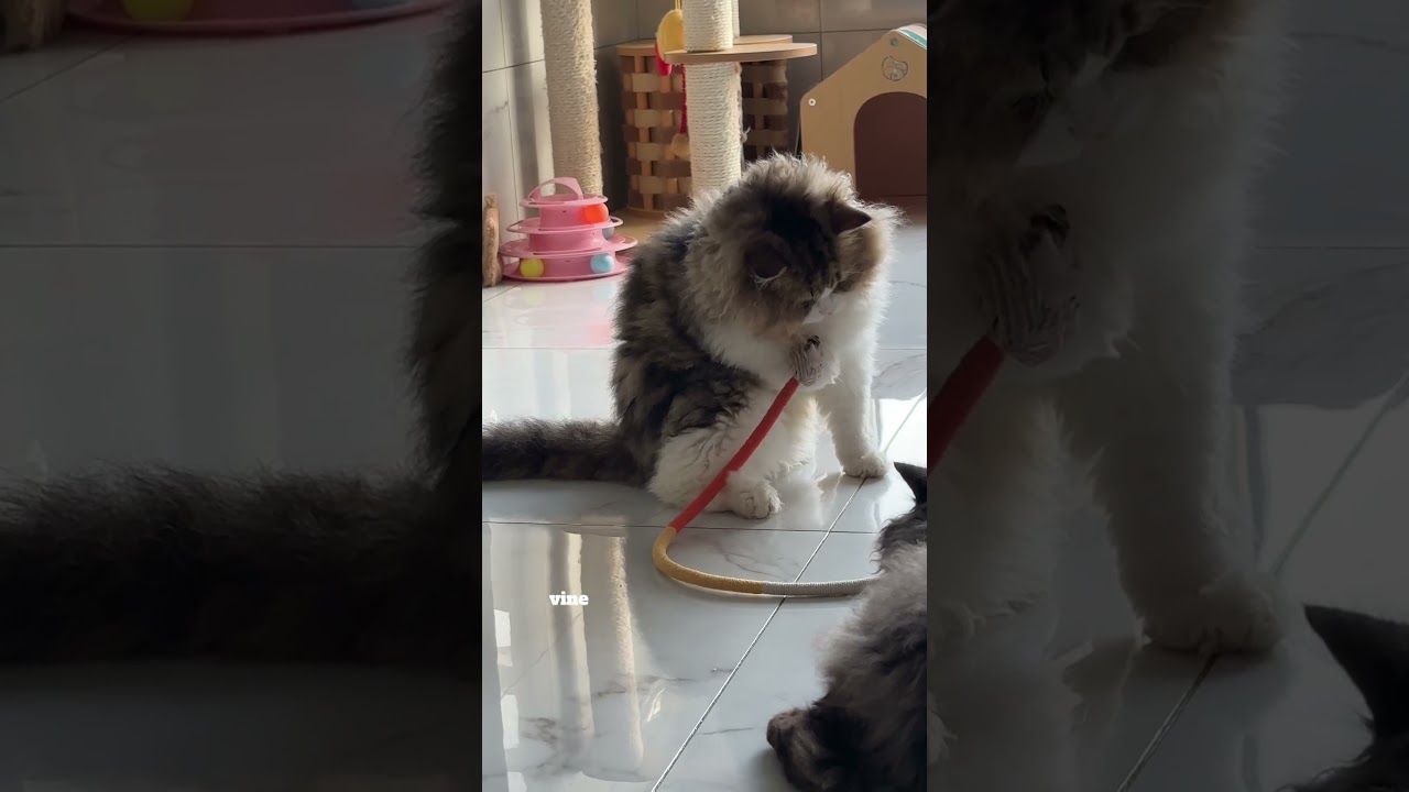 The toy to help your cats teeth and give them fun!  