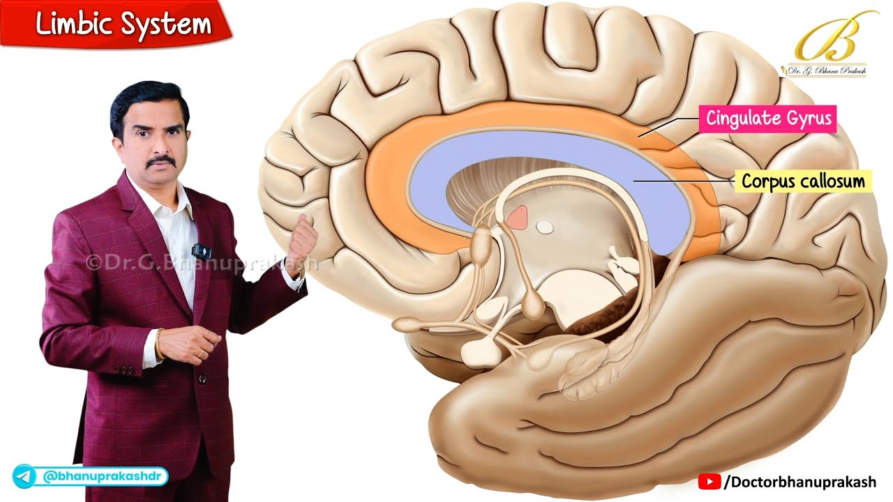 Limbic System Anatomy Animation🧠 Components, Functions & Clinical Relevance | Dr G Bhanu Prakash