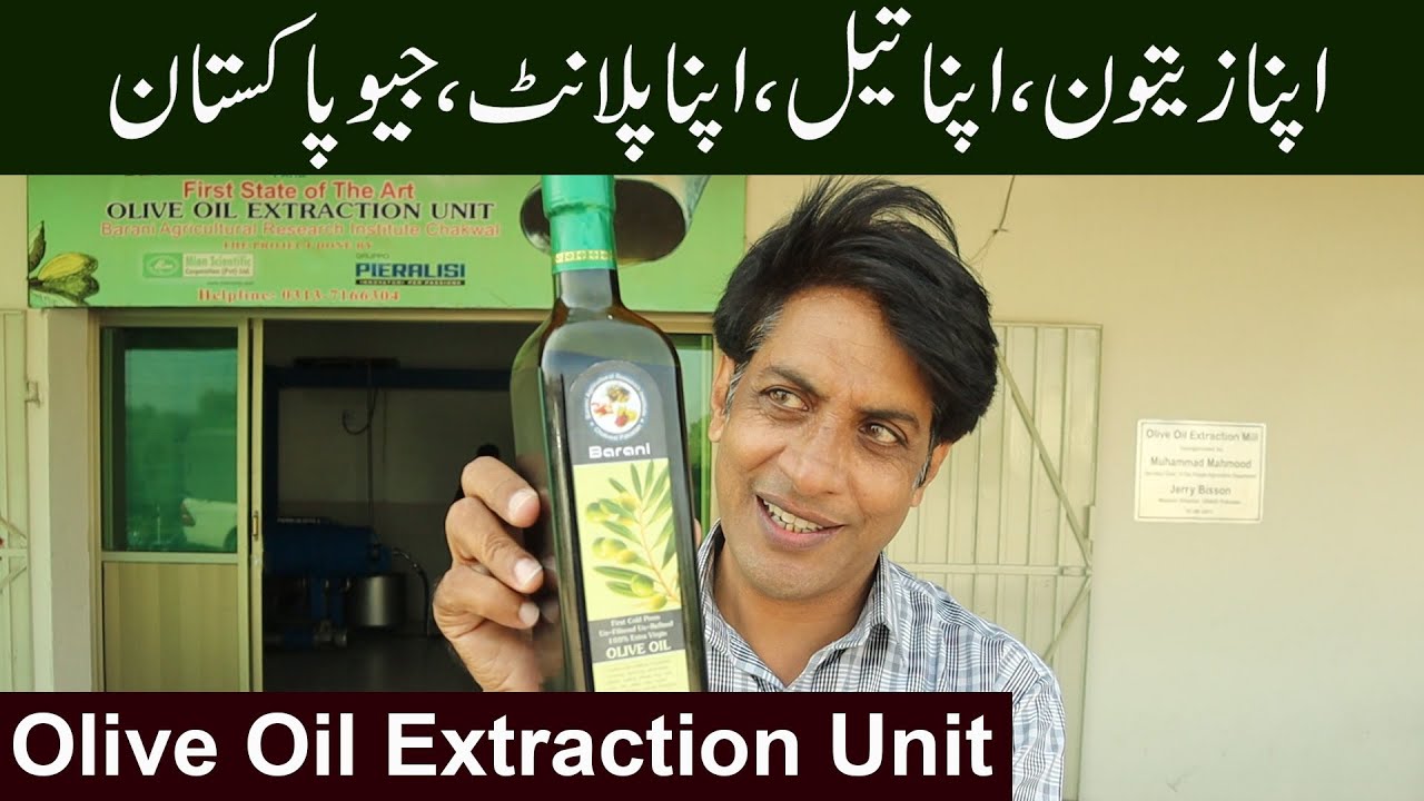 Pakistan's Incredible OLIVE OIL EXTRACTION UNIT!