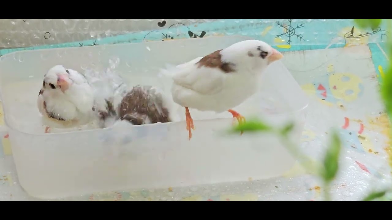 2025/1/20 十姉妹🎍もみき かえき きんつば3人で水浴び🐦