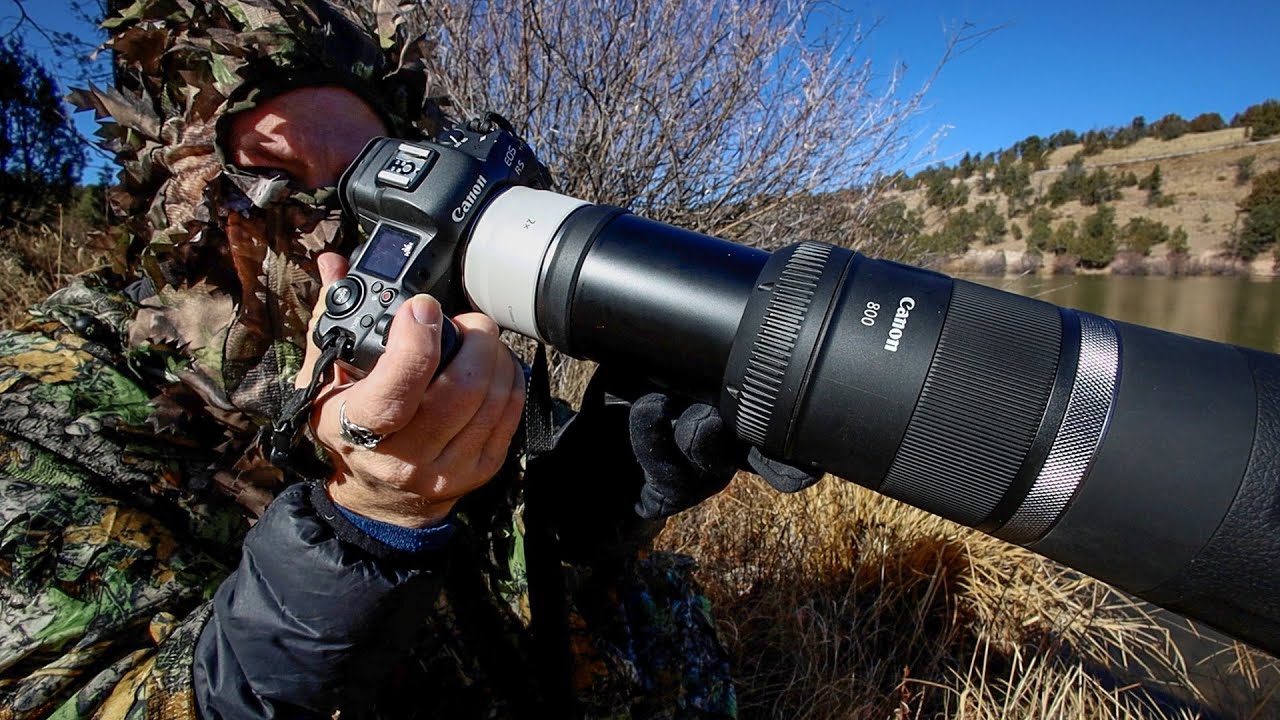 Bird Photography at 2560mm With The Canon RF 800mm and Teleconverters: Are they Worth It?