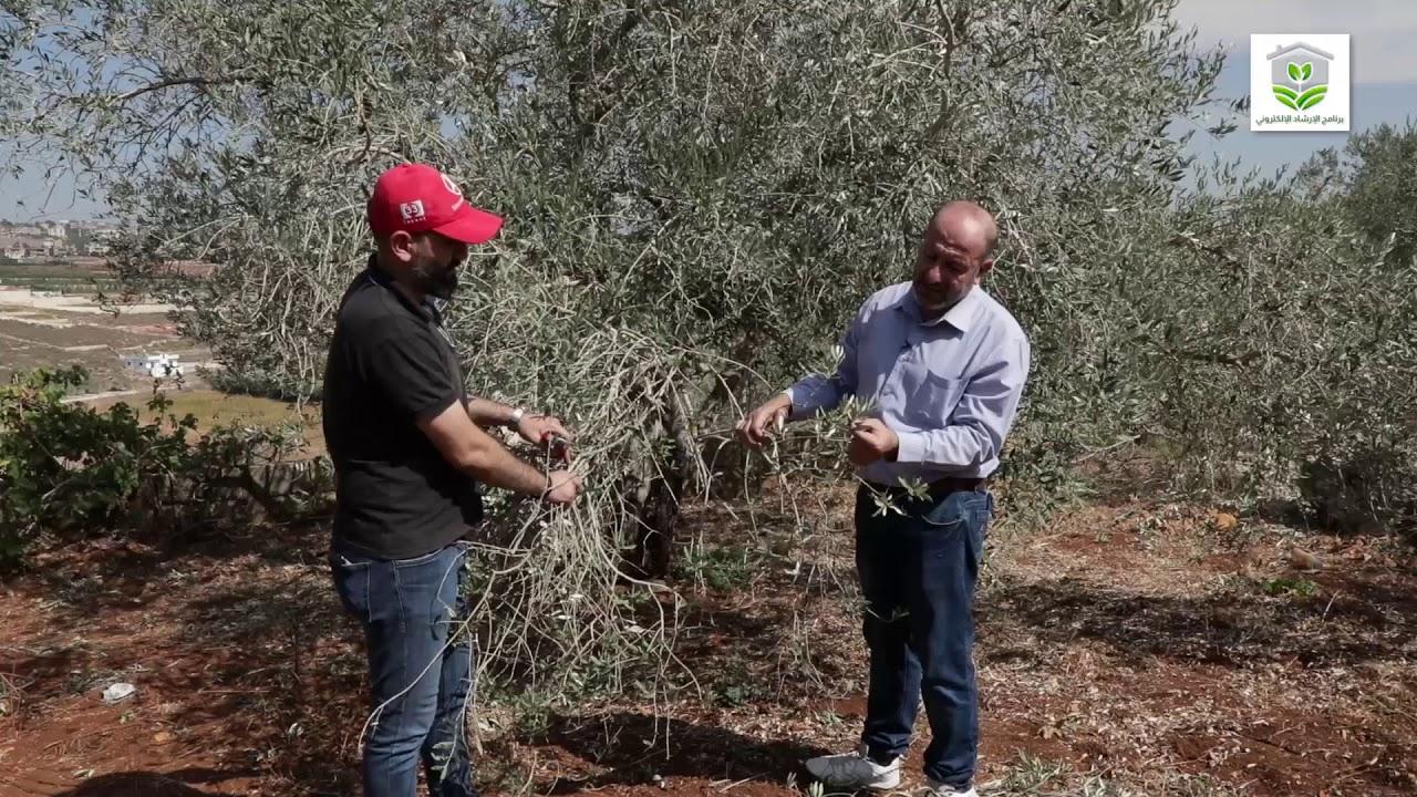 طريقة التقليم الصحيحة لشجرة الزيتون