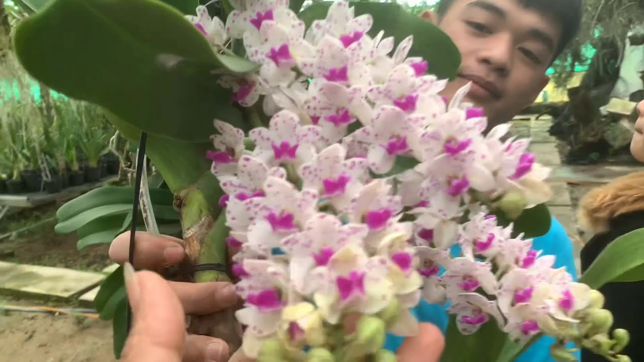 HOA NGẬP TR&Agrave;N VƯỜN LAN B&Aacute; NINH - LI&Ecirc;N HỆ 0772 94 7979