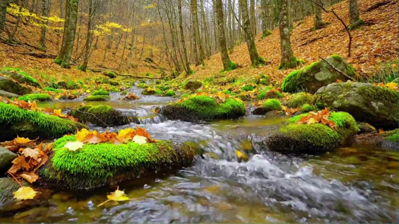 NATURAL RIVER FLOW SOUNDS FOR SLEEP, STUDY, RELAXATION AND INSOMNIA RELIEF | 11 HOURS AMBIENCE