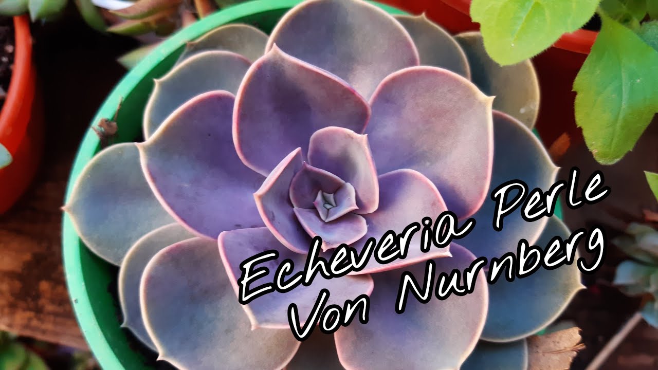 Echeveria Perle Von Nurnberg Y su Ficha