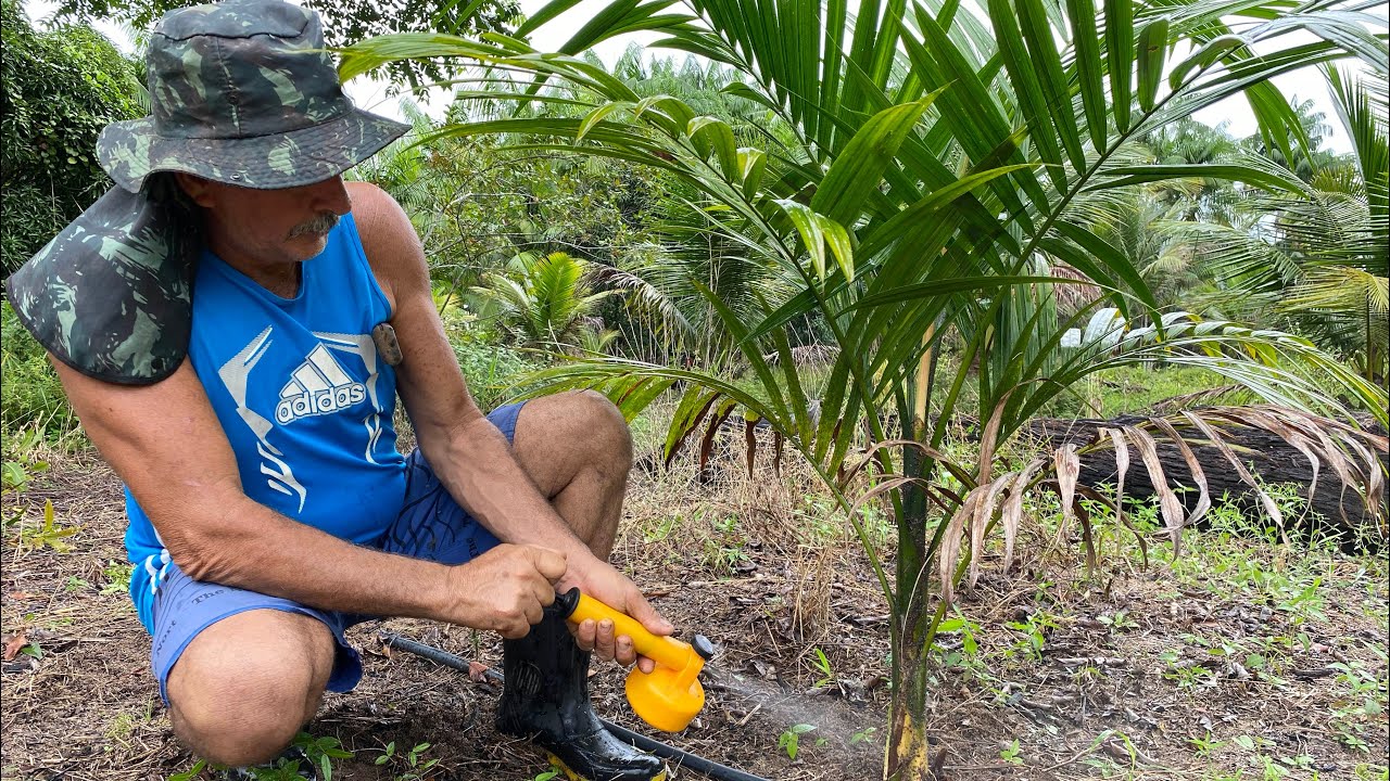 ⚠️DICA IMPORTANTE: COMO COMBATER FORMIGAS E OUTROS INSETOS NO AÇAIZAL?!.🤔🐜 🦟 #açaí #vidanocampo
