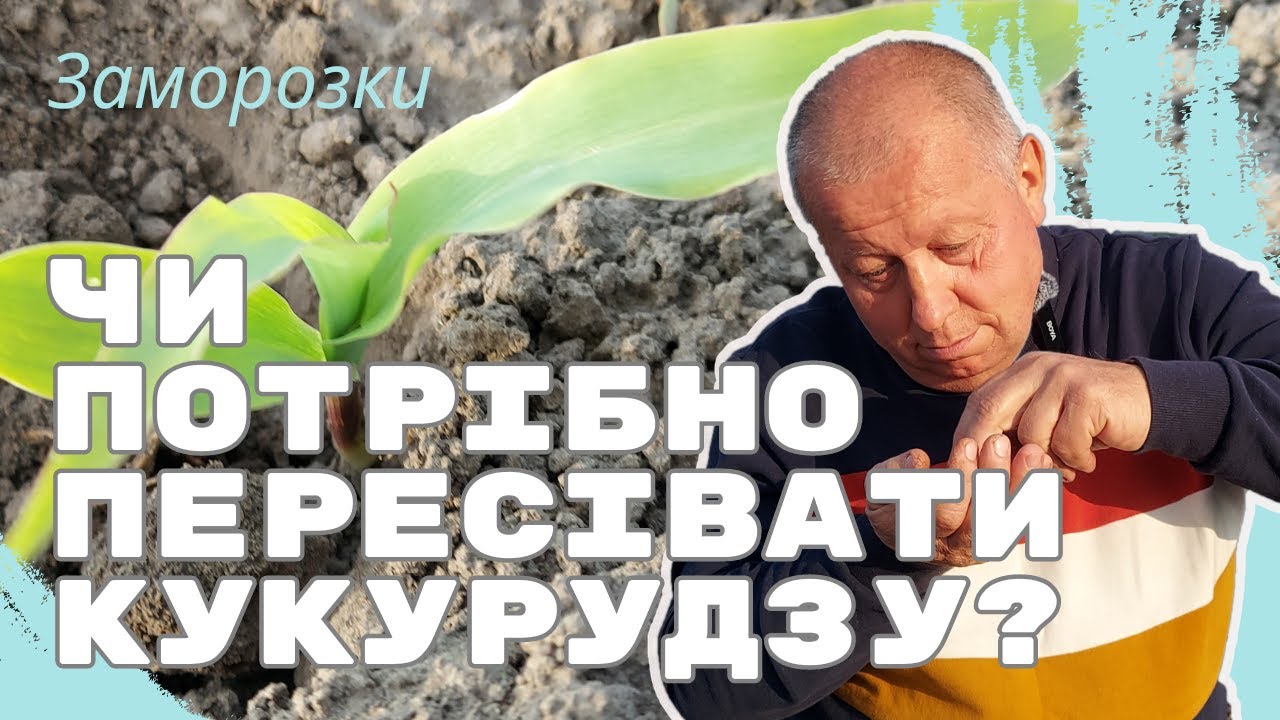 🌽 Кукурудза 🌽|  ❄️Заморозки ❄️ | Чи потрібно пересівати?