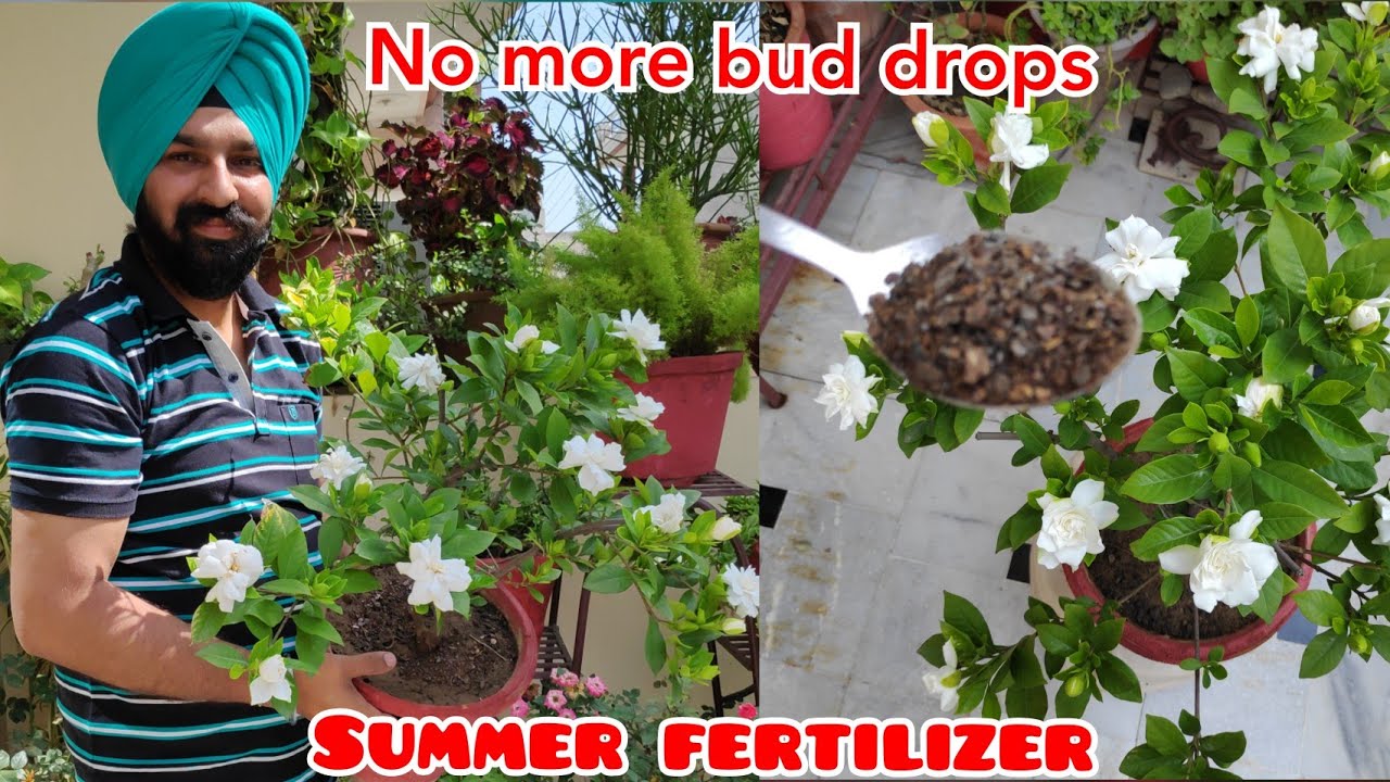 Best fertilizer for gardenia plant care, Gardenia plant bud drop solution, gandhraj plant care