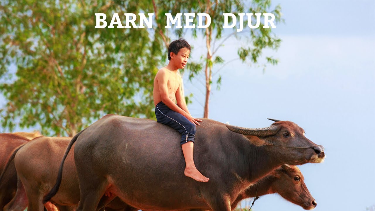 BARN Leker med DJUR
