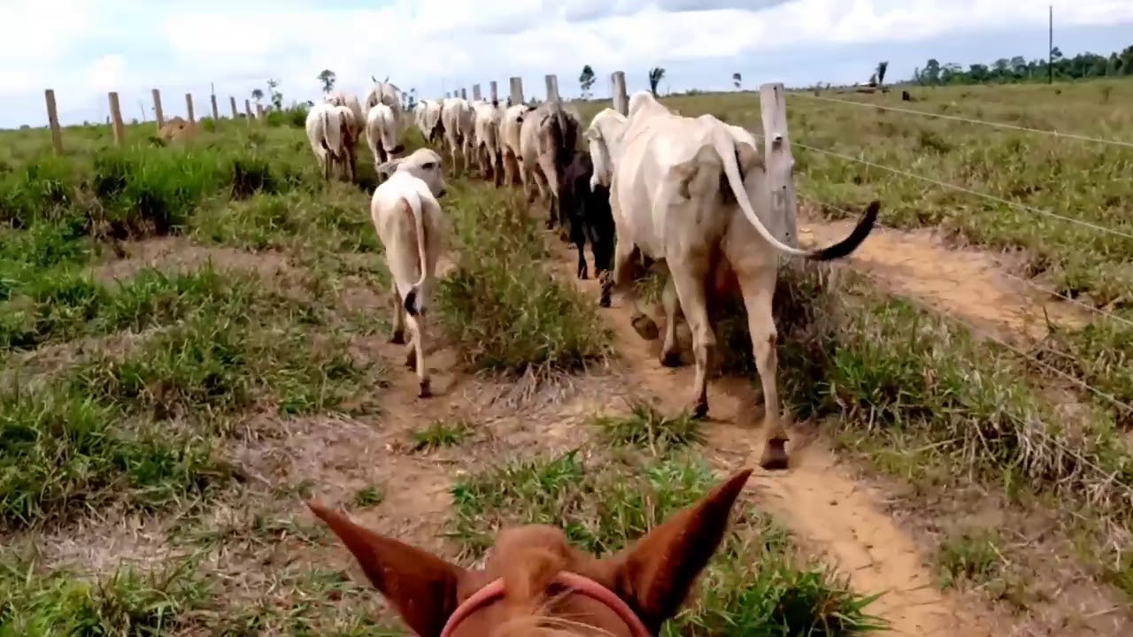 QUAL &Eacute; MAIS RENT&Aacute;VEL, CRIAR VACA OU BOI? #PROSPERANDONARO&Ccedil;A