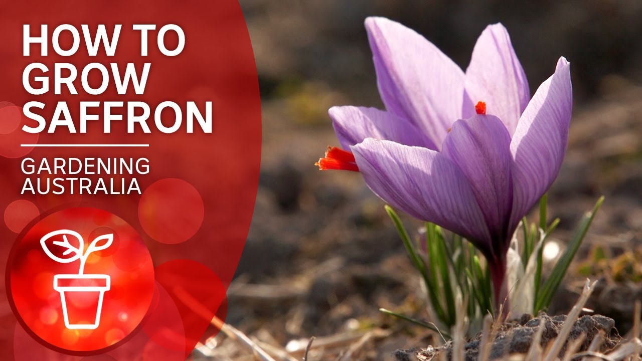 How to grow the most expensive spice in the world | Wow to | Gardening Australia