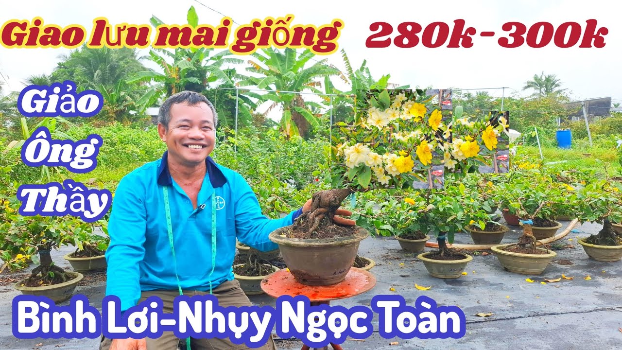 28/02/2026☎️0399517014💥Mai vàng mai giống giá rẻ, siêu bông bình lợi, nhụy ngọc toàn, giảo như ý 