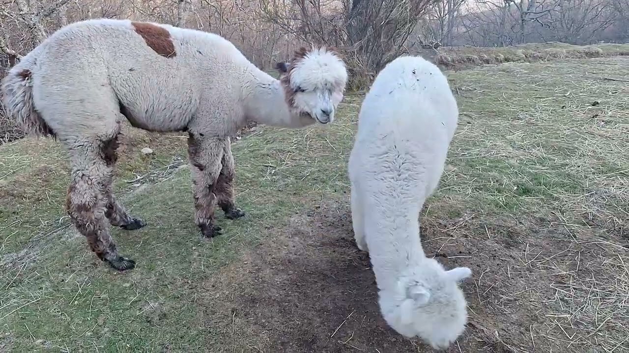 Alpacas de Gredos: Goodbye Cosette and Bruno