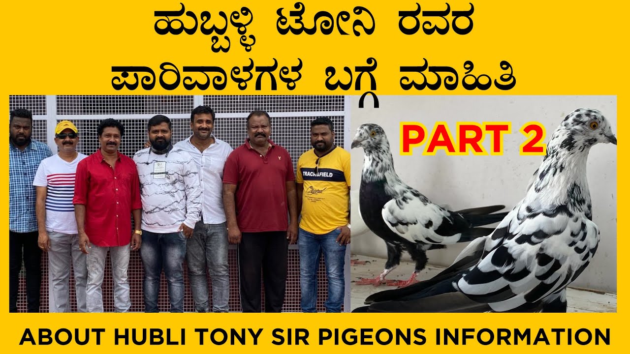 ಹುಬ್ಬಳ್ಳಿ ಟೋನಿ ರವರ ಪಾರಿವಾಳಗಳ ಬಗ್ಗೆ ಮಾಹಿತಿ | About Hubli Tony sir pigeons information