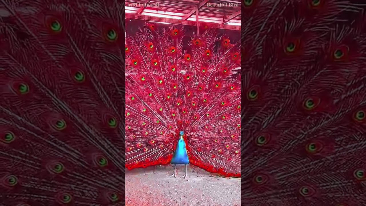 More ka kamal