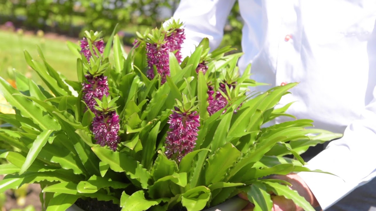 Eucomis - Showgarden Highlights 2020