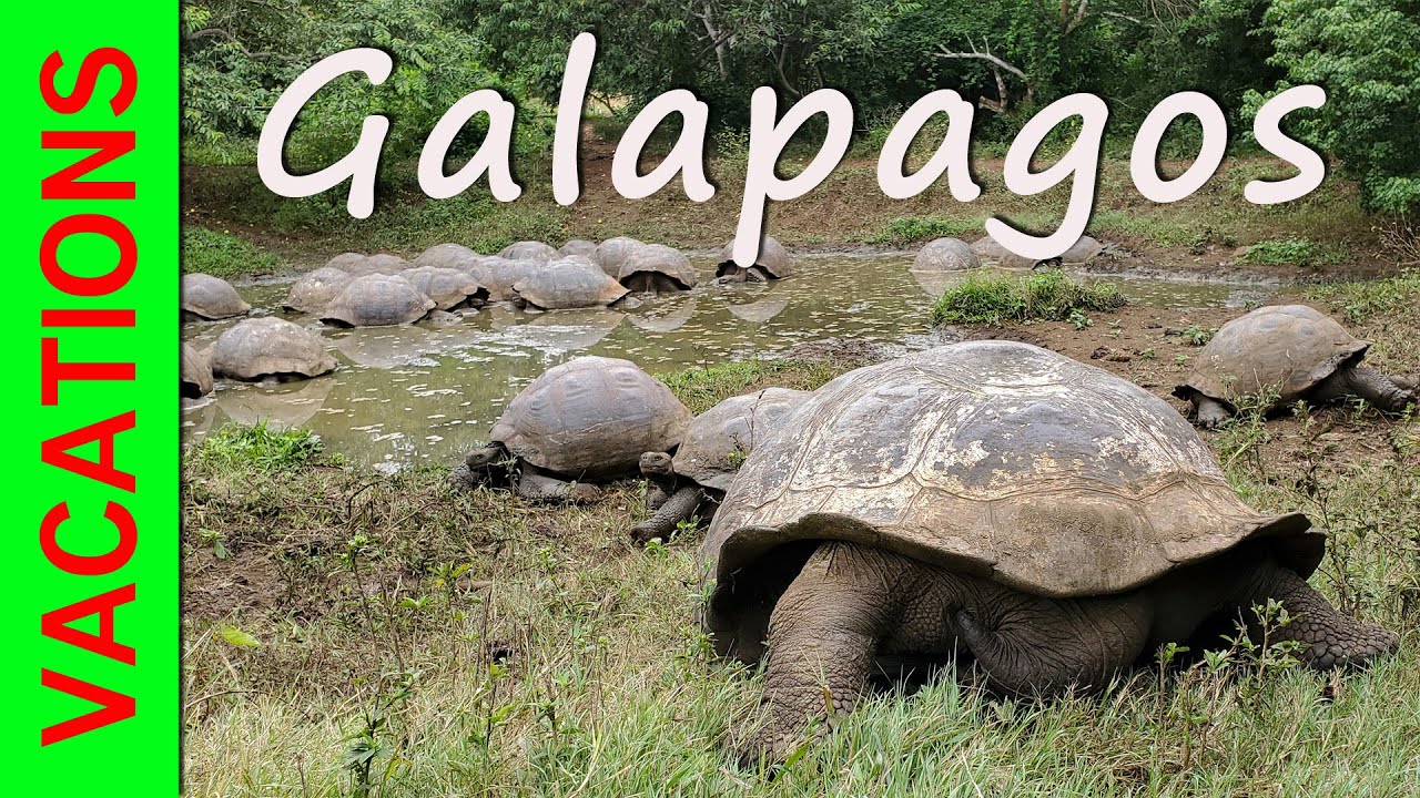 Galapagos Giant Turtle Farm 2019