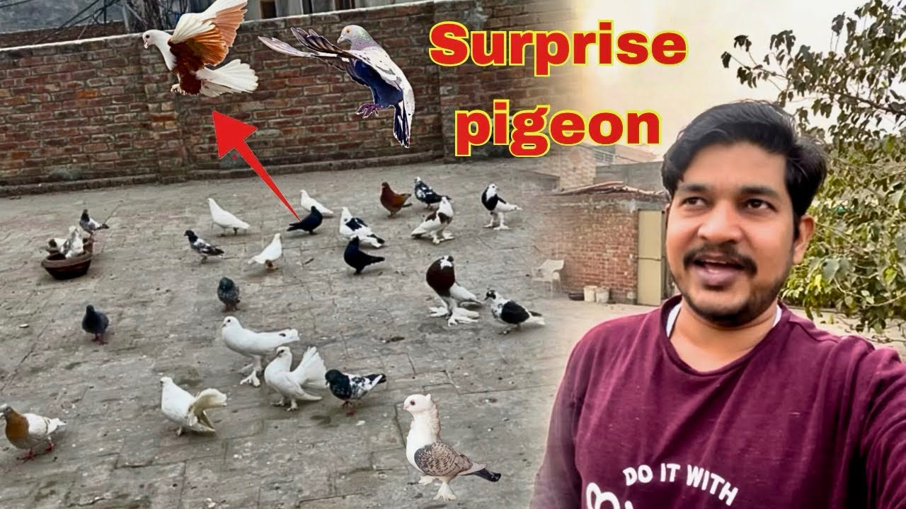 Jungli kabutron mein itna payar fancy kabutar kaha say Aa gya😱