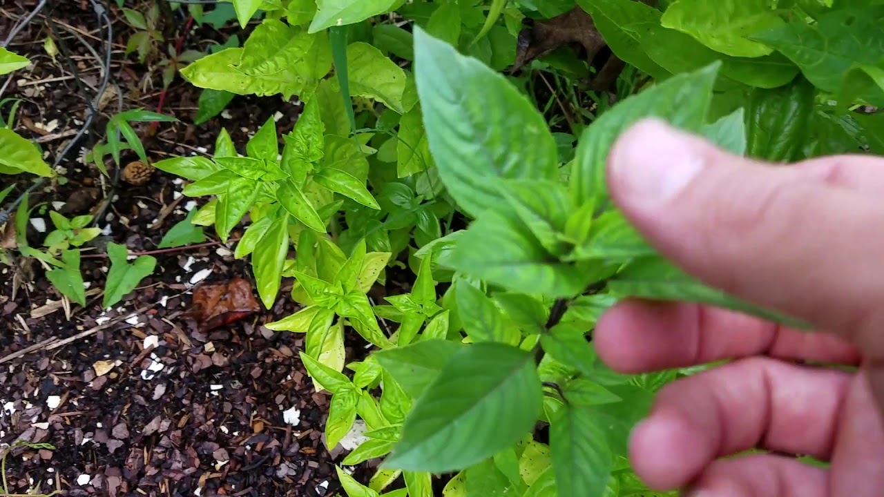 Vegetable Garden Tour August 2018