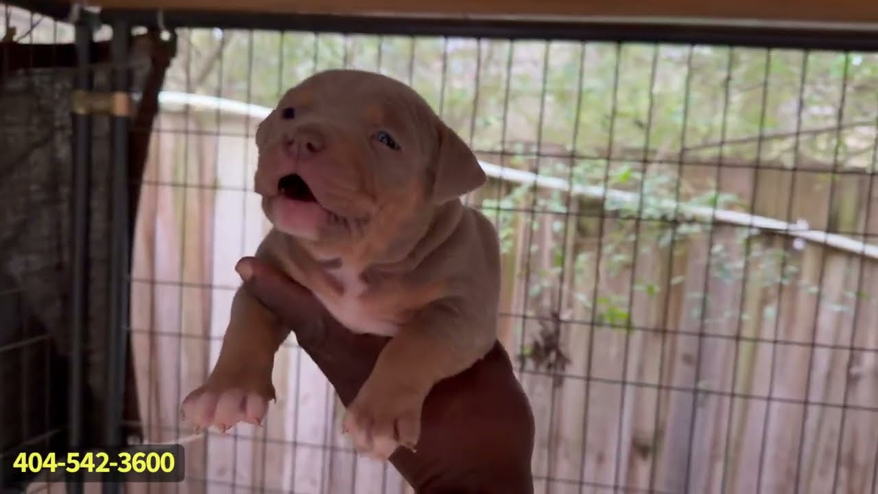 GrCh Shamrock (Dax Blood) American Bully Puppies! 😤