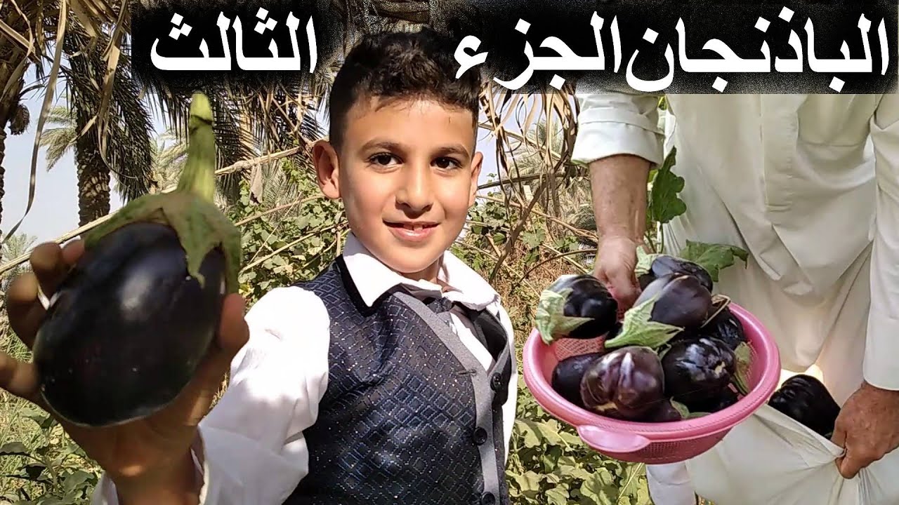 زراعة الباذنجان الجزء الثالث والاخير