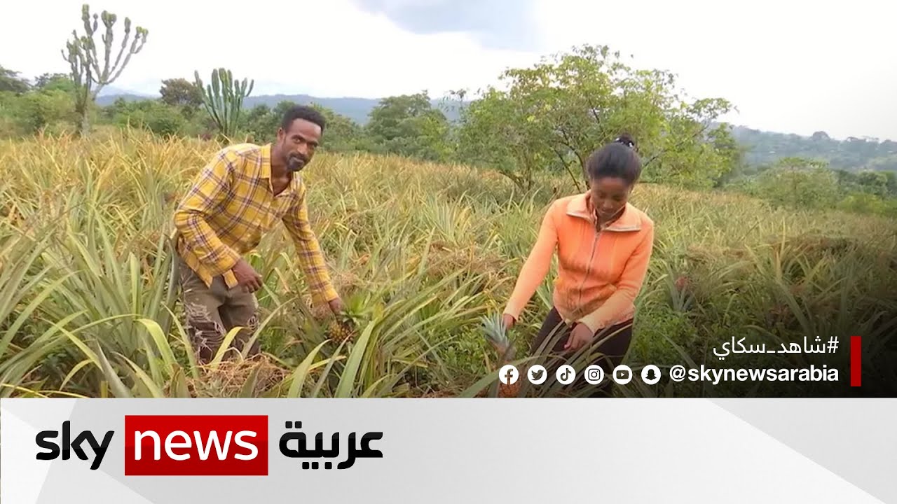 ازدهار زراعة الفاكهة في الجنوب الإثيوبي يعزز أوضاع المزارعين | #مراسلو_سكاي | #سكاي_إثيوبيا