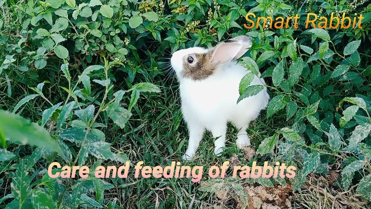 Care and feeding of rabbits - Primitive KH