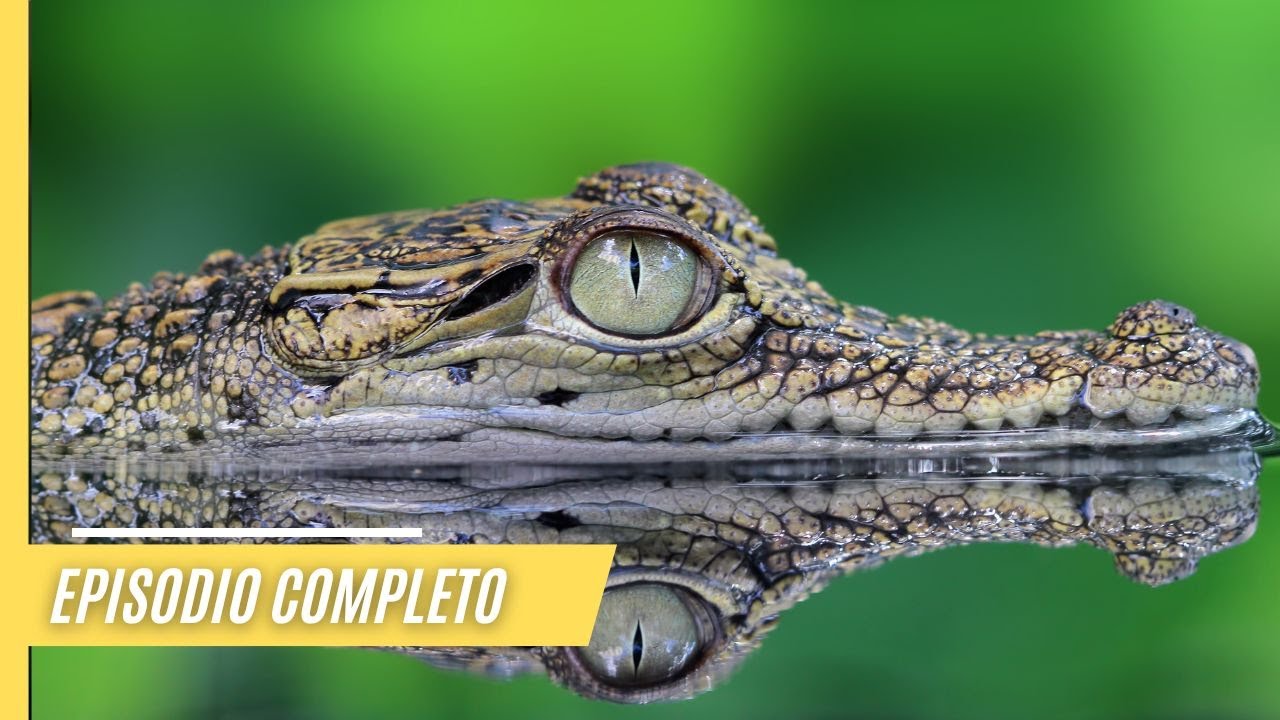 Desentra&ntilde;ando los misterios de los cocodrilos: Miedo, respeto y admiraci&oacute;n | Episodio Completo