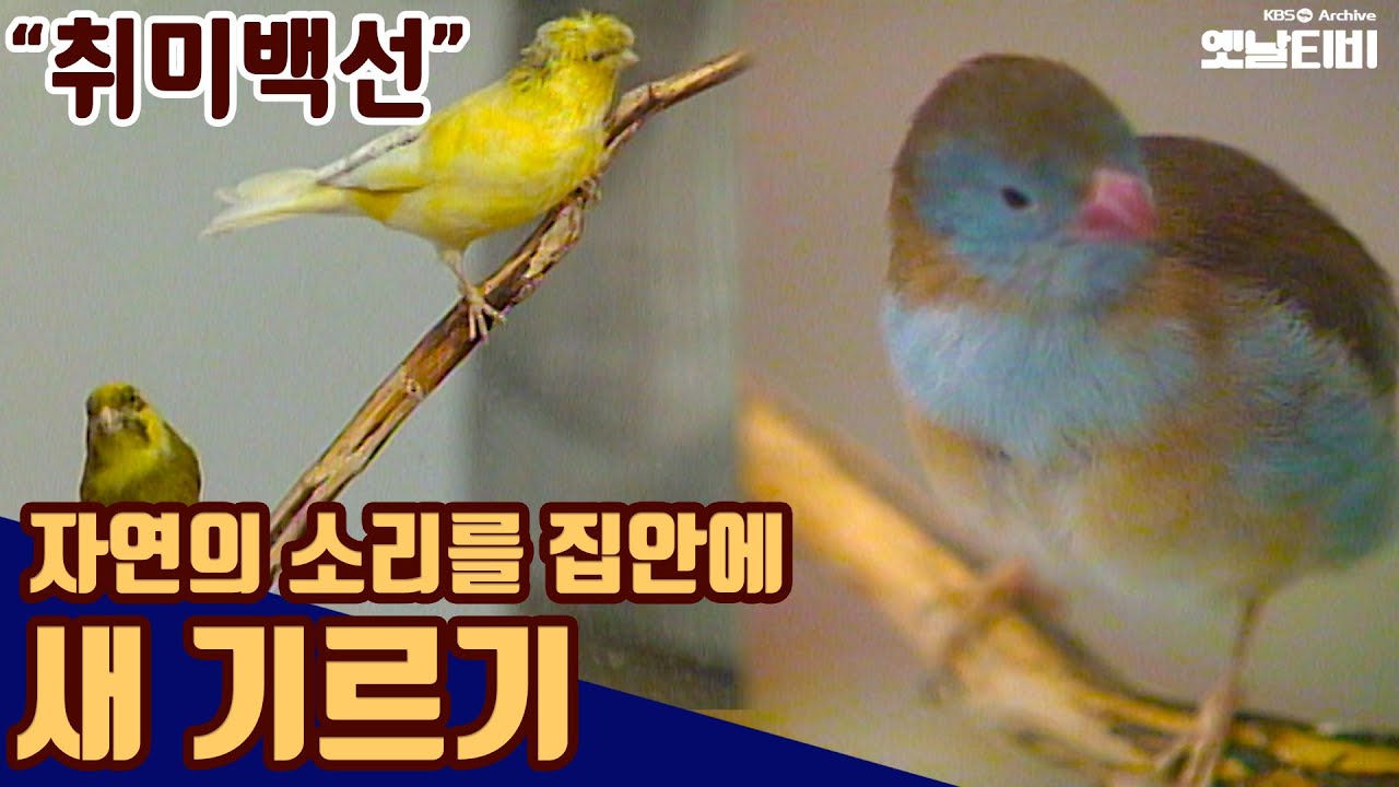 새기르기 - 자연의 소리를 집안에 | 취미백선 19920613KBS방송