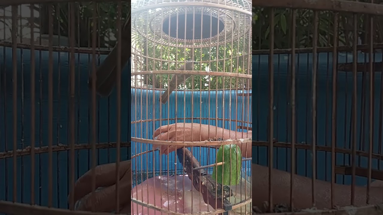 Kasih makan burung biar tambah cerewet #birds #burung #birdlovers #birdsounds 