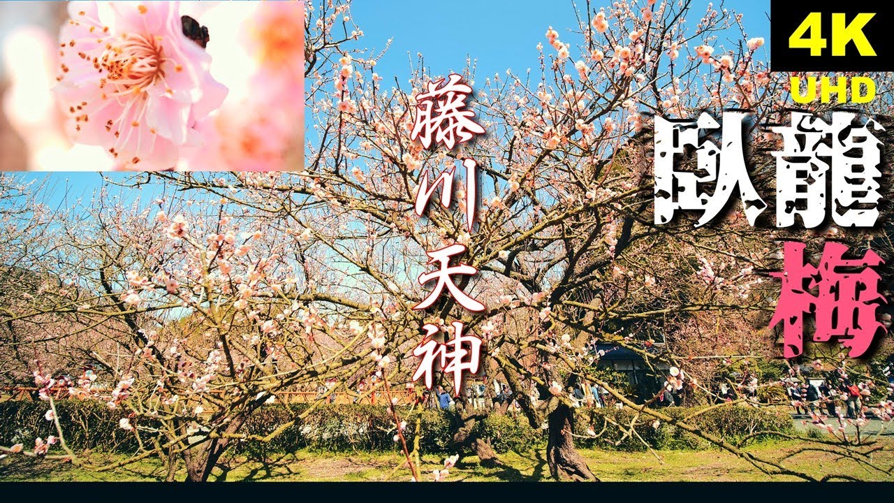 【4K】『藤川天神の臥龍梅～2020～』鹿児島県薩摩川内市