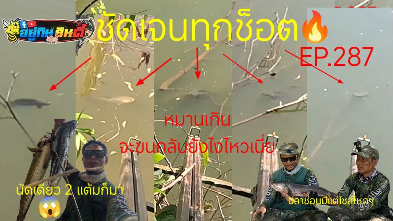 EP 287 ยิงปลาบนบก ตอน หมานเกินไปแล้วจะขนกลับไหวไหมเนี่ย #อยู่กินอินดี้ #fishing #ยิงปลา 