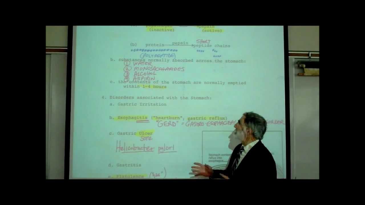 DIGESTIVE SYSTEM; PART 3; STOMACH & ESOPHAGUS by Professor Fink