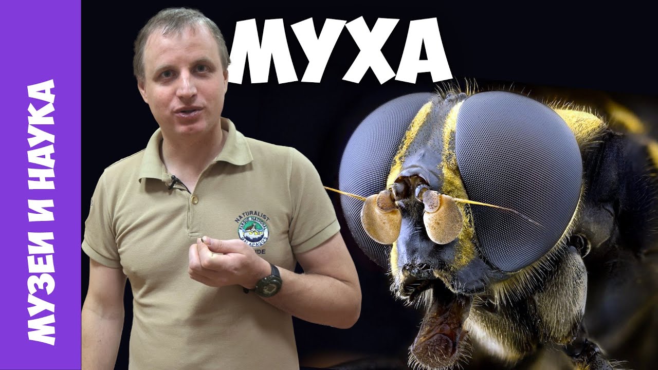 Муха! Как ей живется с нами? Тимофей Левченко