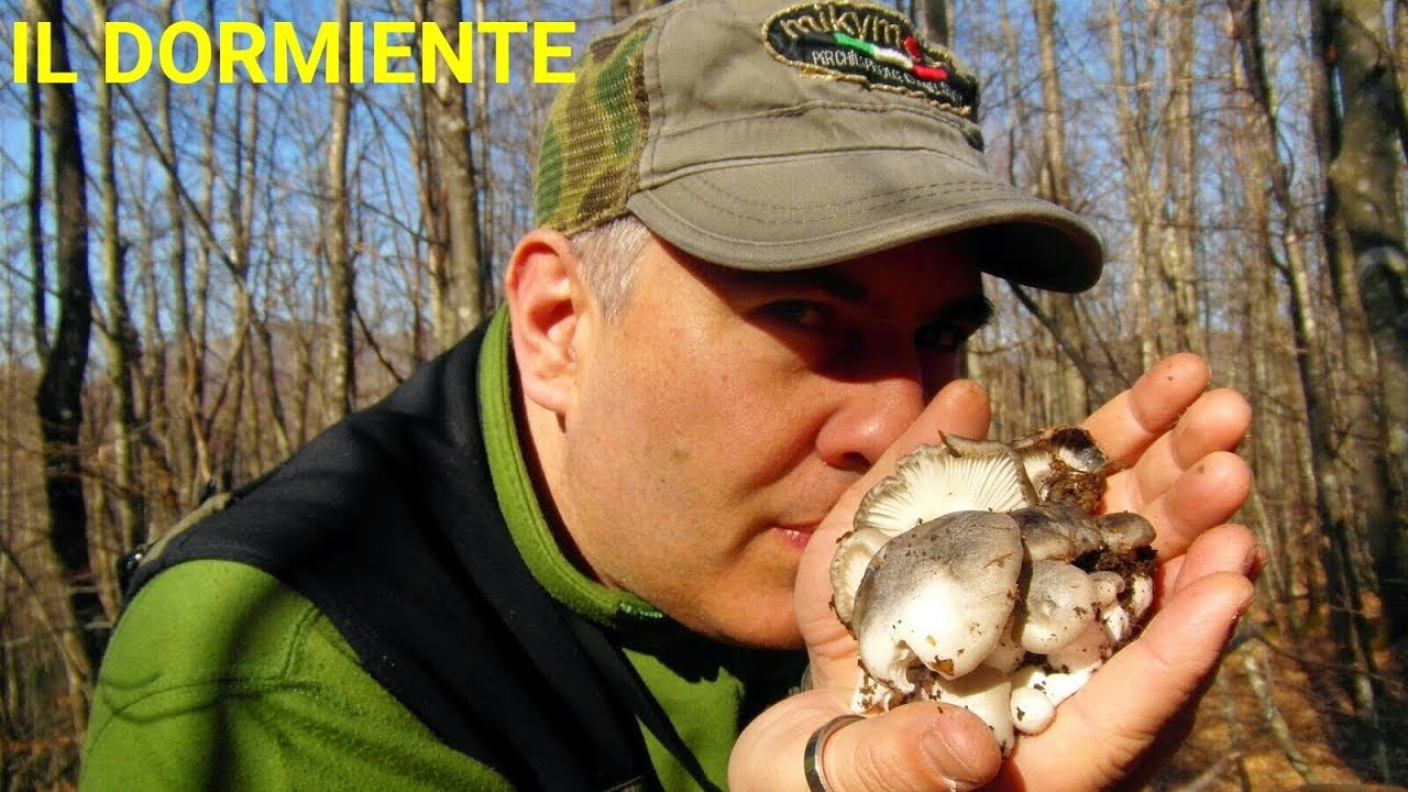 IL DORMIENTE Marzuolo ( HYGROPHORUS MARZUOLUS ) by MACINETOR