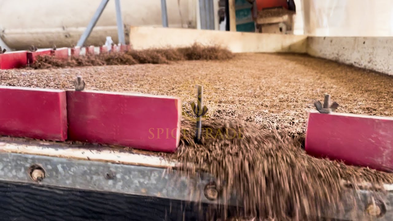 From Raw Caraway Seeds to Export-Ready | Full Processing Line at Spice Trade Factory (Caraway Seeds)