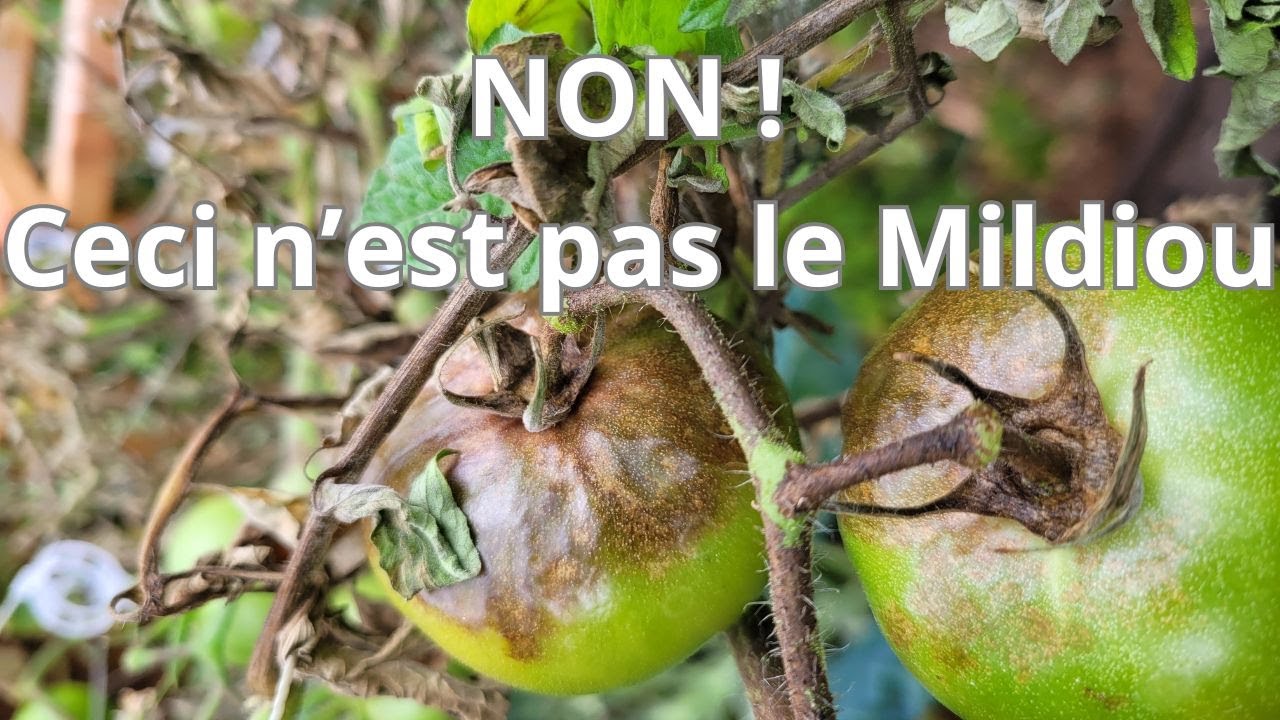 Non! Ceci n'est pas le mildiou ! - Maladies tomates - Botrytis