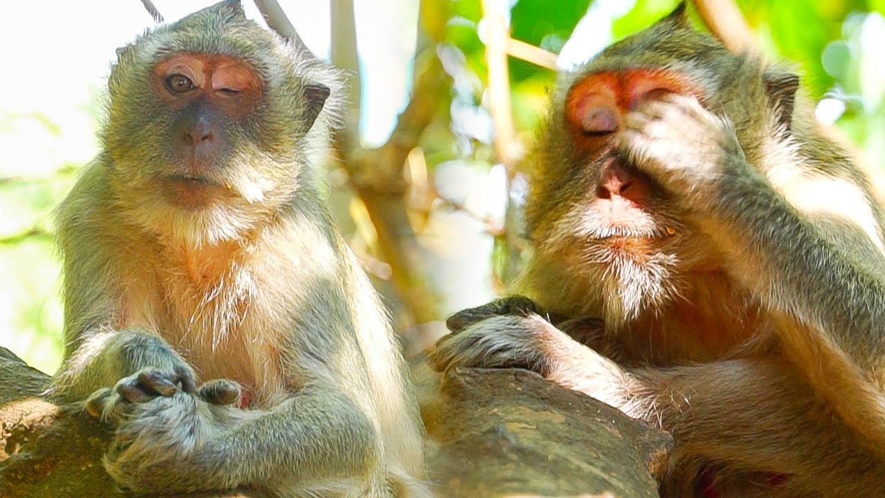 mother monkey vegas sit alone​ look so lonely