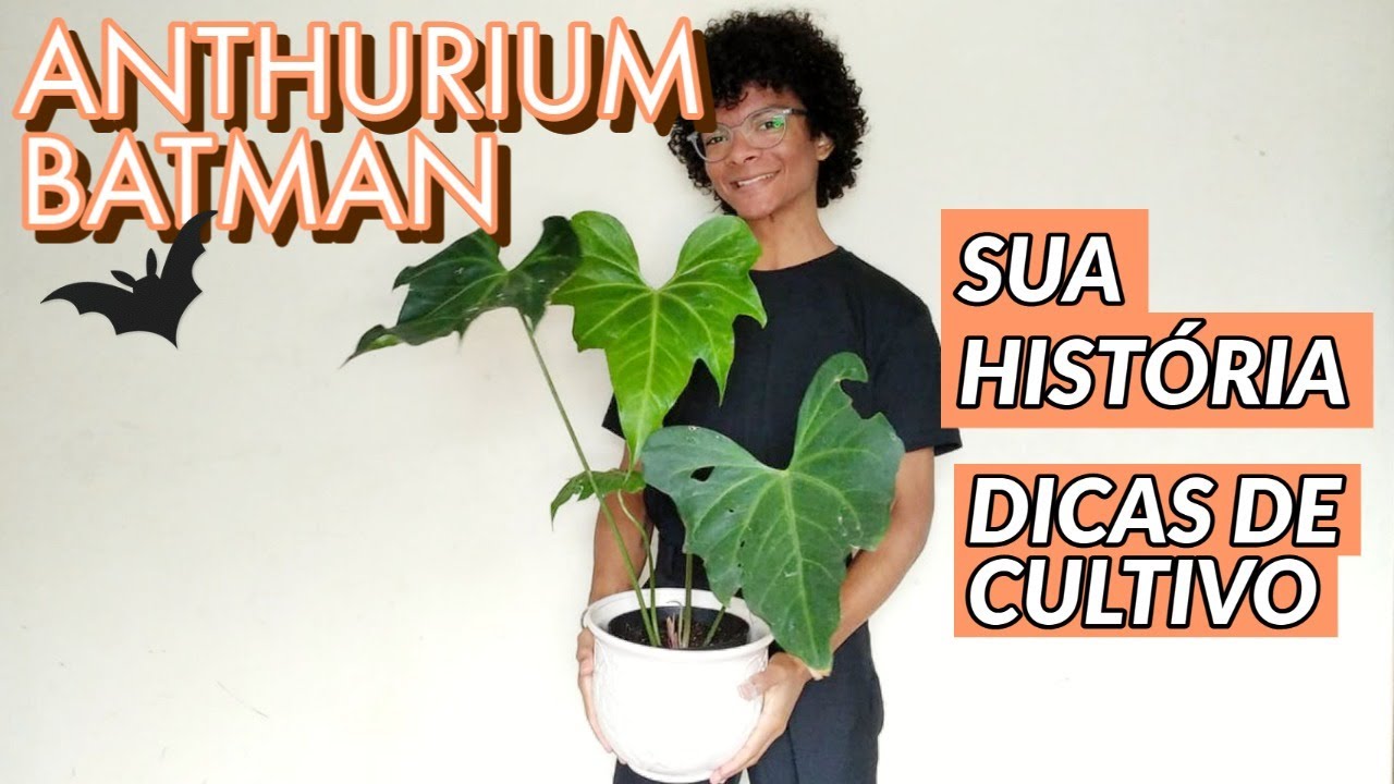 A história do ANTHURIUM BATMAN - Floricultura Nosso Planeta Flora!