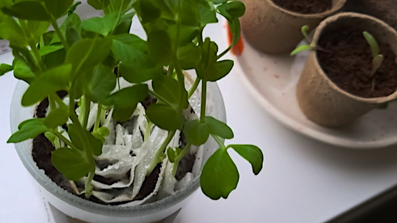 What I'm Growing In January + Poundland Haul