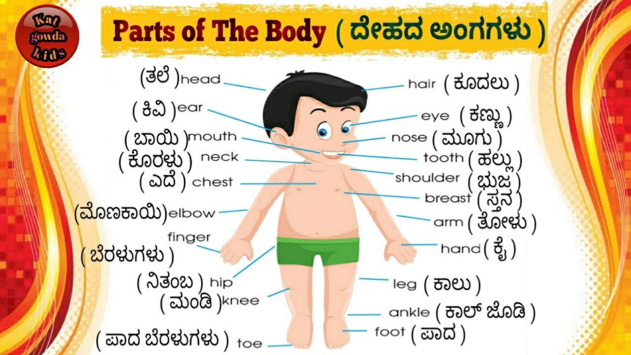 Human body parts (ದೇಹದ ಭಾಗಗಳು) Name in English and Kannada | Parts of the body | ದೇಹದ ಅಂಗಗಳು.